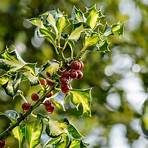 holly plant3