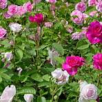 alte englische rosensorten2