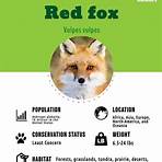types of foxes1