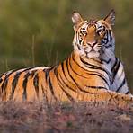 tiger information3