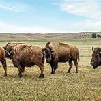 american bison5