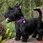 Scottish Terrier wikipedia1