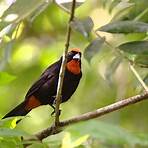 what is the black bird in puerto rico called3
