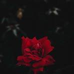 aesthetic black rose wallpaper4