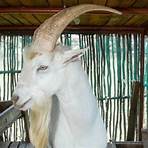 types of goats straight horns1