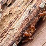 what kind of wood can termites live in 3f or 12