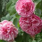 alte englische rosensorten4