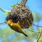 weaver bird1