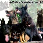 deutscher schäferhund gerader rücken1