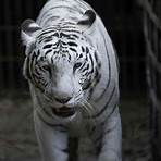 bengal tiger pictures free4