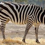 warum hat das zebra streifen5