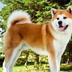 what breed of dog was lassie on film and tv network series4