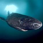 greenland shark3