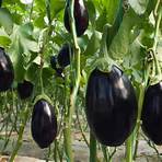 eggplant pictures of plants1