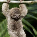 Sloth2