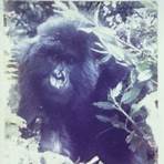 Dian Fossey2