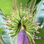bananeira planta3