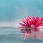 flor de lotus significado espiritual2