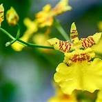 oncidium dancing lady orchid1