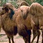 tudo sobre o camelo4