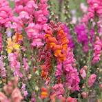 how to grow snapdragons2