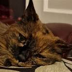 Is Rosie the world's oldest living cat?4