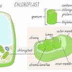 what is event ingestor mean in biology science terms1