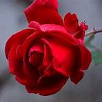 what does a rose symbolize in the bible1