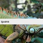 iguana pictures4