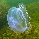 medusa común (aurelia aurita)1