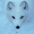 snow foxes3