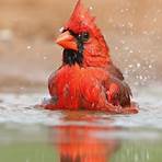 Northern cardinal2