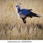 secretary bird pictures and images clip art flowers3