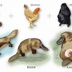 what is the taxonomy of a beaver duck1