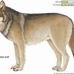 Black wolf wikipedia3