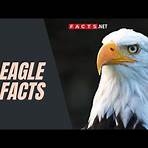 Eagle wikipedia1