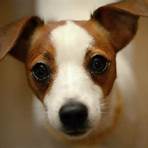 jack russell terrier4