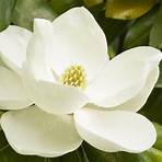 magnolia plagas y enfermedades4
