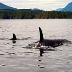 whale vancouver island beste zeit5