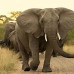 interesting facts about elephants4