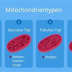 mitochondrien2