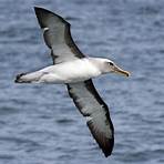 buller's albatross1
