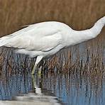 great white heron4