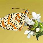 farfalle nomi1