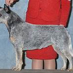 blue heelers for sale1