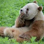 panda animal wikipedia español encyclopedia free2