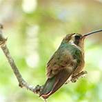 hummingbirds of mexico1