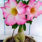 flor do deserto wikipedia2