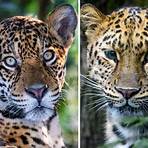 jaguares animais5