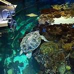 is the new england aquarium a must-see spot in boston tickets2